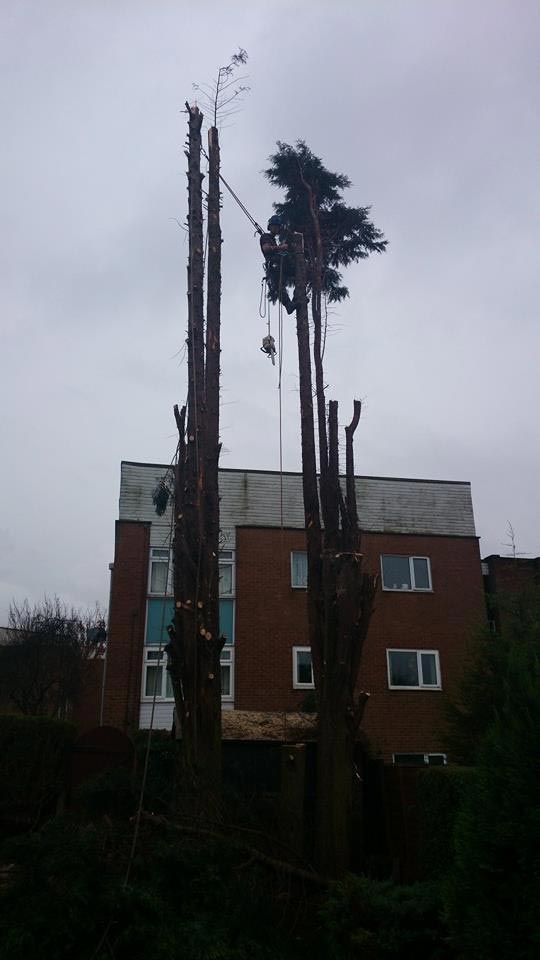 60ft Leylandii Removal