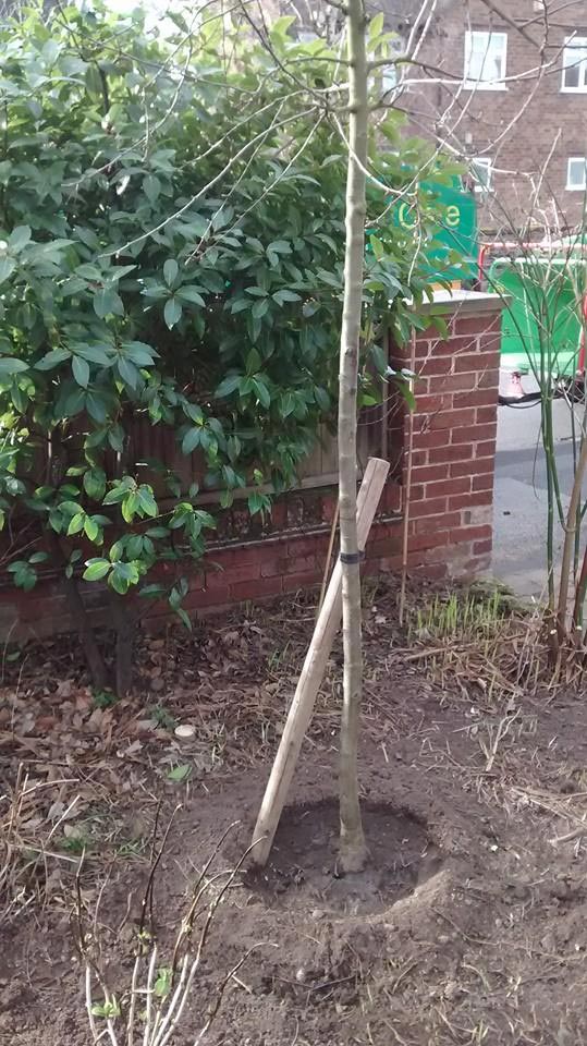 Tree Planting