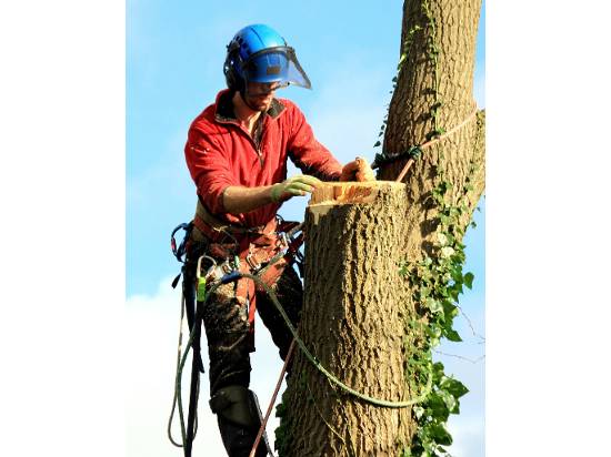 Tree Removal