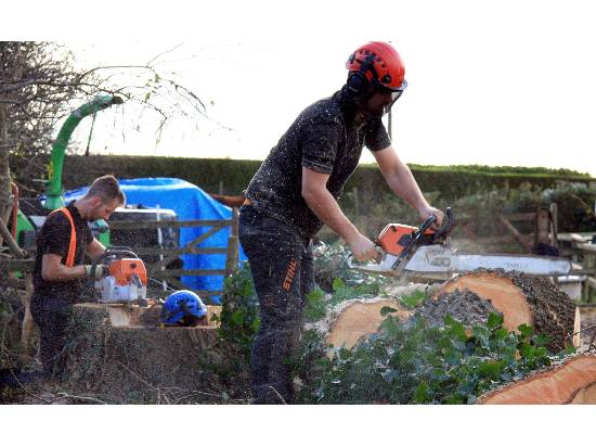 Tree Removal
